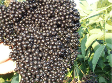 'Scotia' Elderberry Layer Image