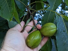 'Camposanto' Shagbark Hickory NEW! Image