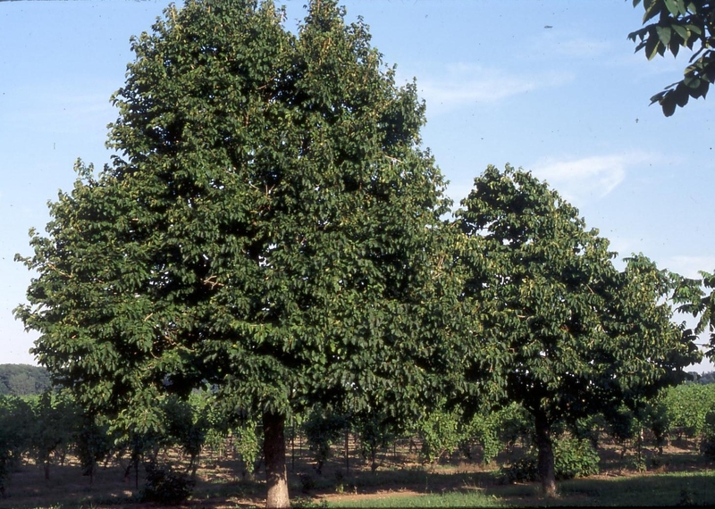 Products Hazelnut Grimo Nut Nursery