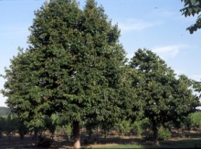 Turkish Tree Hazel Seedling Image