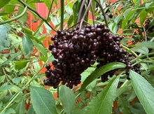 Elderberry Bundle Image