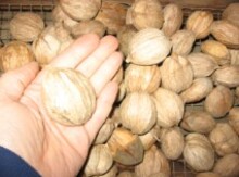 Hickory Bundle Image