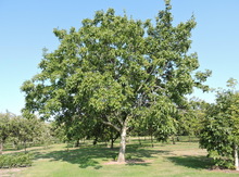 Grafted Northern Persian Walnut Bundle Image