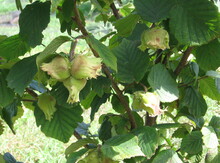 Hazlenut Cultivar bundle - pick up only Image