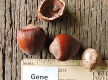 'Gene' Hazel Layer Image