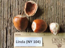 'Linda' Hazel Layer Image