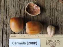 'Carmela' Hazel Layer Image