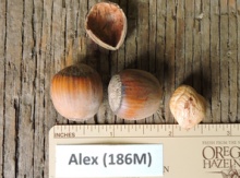 'Alex' Hazel Layer Image
