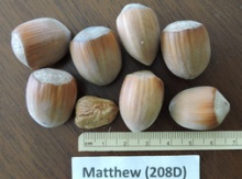 'Matt' Hazel Layer Image