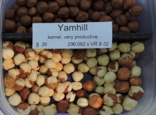 'Yamhill' Hazel Layer Image