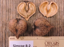 'Simcoe' Heartnut on heartnut Image