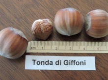 'Tonda di Gifoni' Hazel Layer Image
