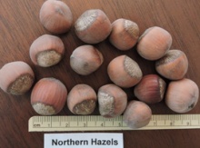 Northern Hazel Sdlg (Asian/Quebec Source) Image