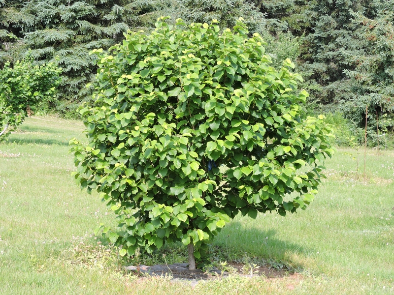 Aldara cost canada
