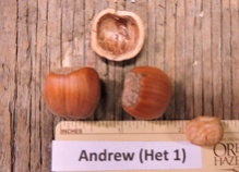 'Andrew' Hazel Layer Image