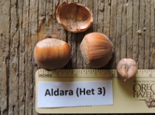 'Aldara' Hazel Layer Image