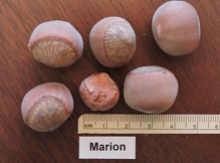 'Marion' Hazel Layer Image