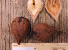 'Stealth' Heartnut on heartnut Image