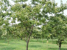 Chinese Chestnut Seedling Image