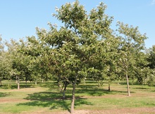 Chinese/American Chestnut Seedling Image