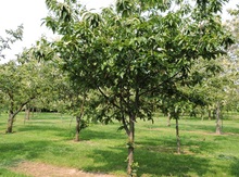 'Gideon' Chinese Chestnut Graft Image