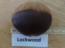 'Lockwood' Japanese Hybrid Chestnut Graft Image