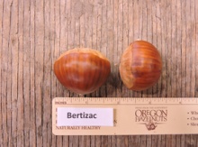 'Bouche de Betizac' Hybrid European Chestnut Graft Image