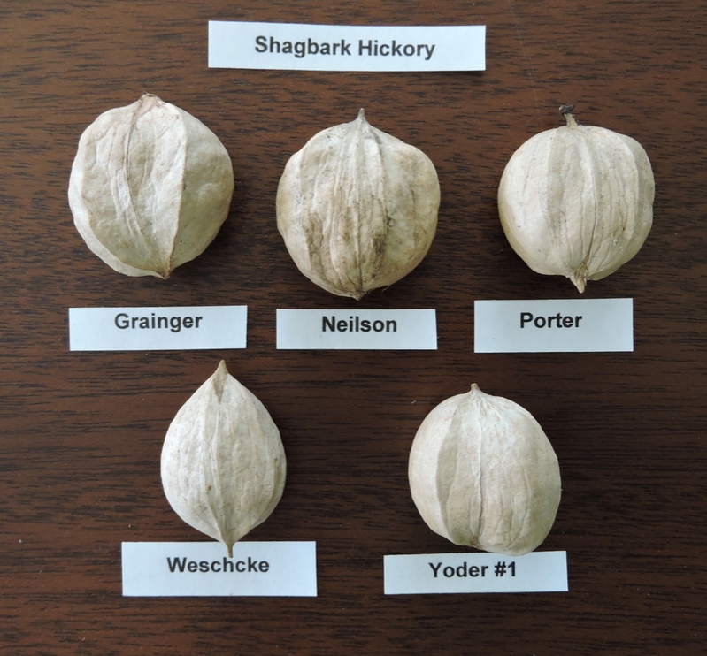 What is shellbark hickory?