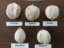 Shagbark Hickory Seedlings Image