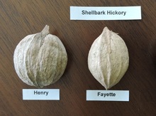 Shellbark Hickory Seedling Image