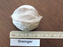 'Grainger' Shagbark Hickory Graft Image