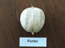 'Porter' Shagbark Hickory Graft Image