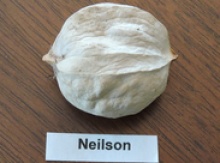 'Neilson' Shagbark Hickory Graft Image
