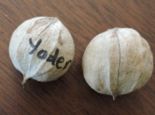 'Yoder' Shagbark Hickory Graft Image