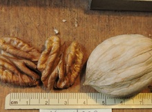 'Etter Hybrid' Hickory Graft  Image