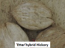'Etter' Hickory Hybrid Graft (mistakenly 'Keystone') Image
