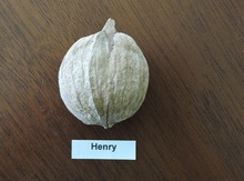 'Henry' Shellbark Hickory Graft Image