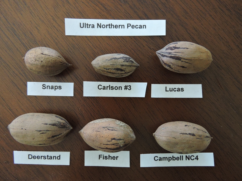 Products Pecan, Ultra Northern Grimo Nut Nursery