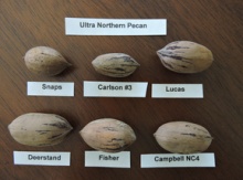 Ultra Northern Pecan Seedling Image