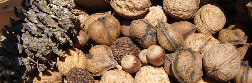 Home Grimo Nut Nursery Featured